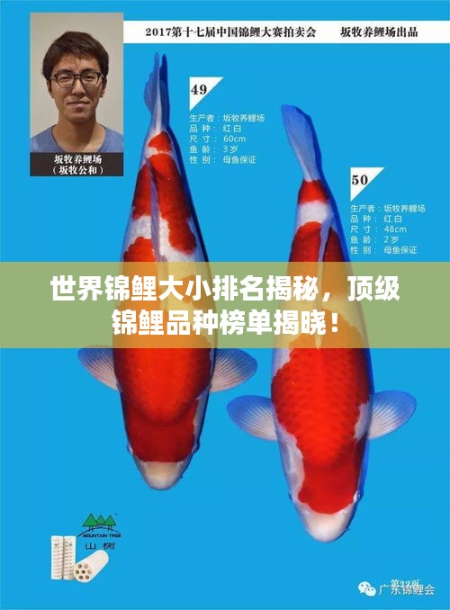 世界锦鲤大小排名揭秘，顶级锦鲤品种榜单揭晓！