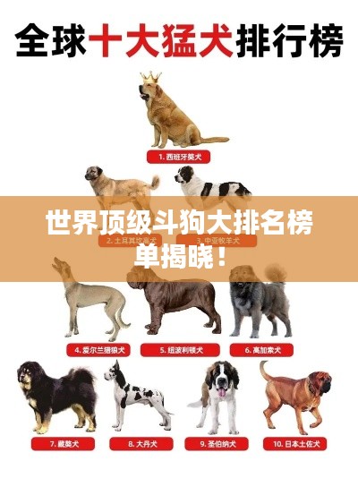 世界顶级斗狗大排名榜单揭晓！