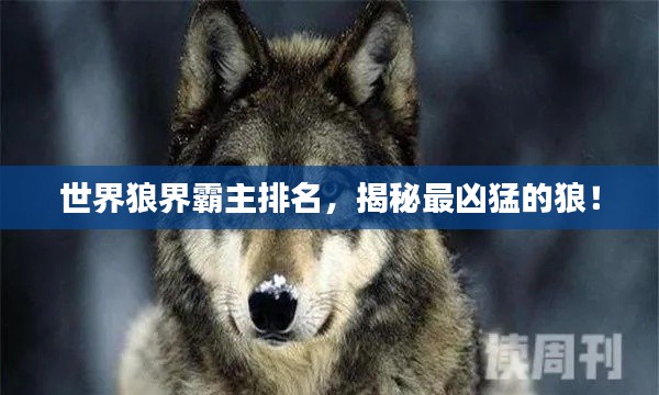 世界狼界霸主排名，揭秘最凶猛的狼！