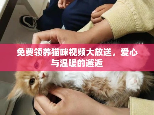 免费领养猫咪视频大放送，爱心与温暖的邂逅
