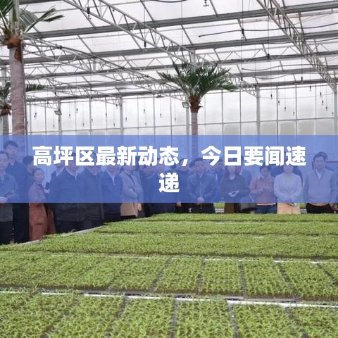 高坪区最新动态，今日要闻速递