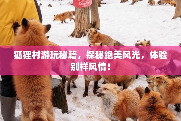 狐狸村游玩秘籍，探秘绝美风光，体验别样风情！