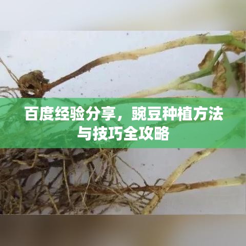 百度经验分享，豌豆种植方法与技巧全攻略