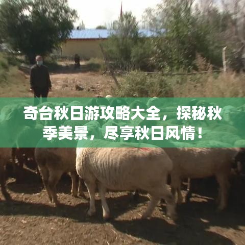 奇台秋日游攻略大全，探秘秋季美景，尽享秋日风情！