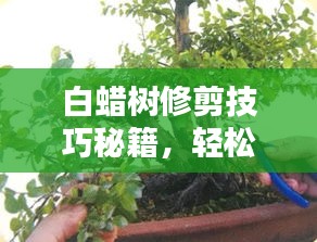 白蜡树修剪技巧秘籍，轻松打造美丽造型！