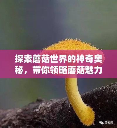 探索蘑菇世界的神奇奥秘，带你领略蘑菇魅力！