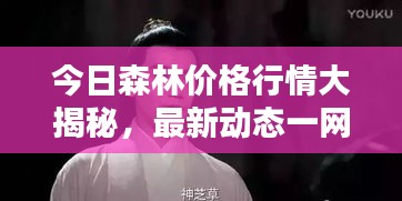 今日森林价格行情大揭秘，最新动态一网打尽！