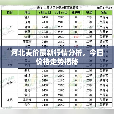河北麦价最新行情分析，今日价格走势揭秘