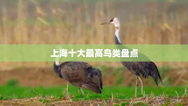 上海十大最高鸟类盘点