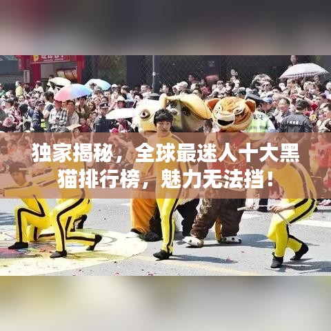 独家揭秘，全球最迷人十大黑猫排行榜，魅力无法挡！