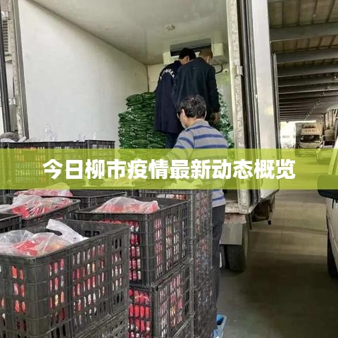 今日柳市疫情最新动态概览