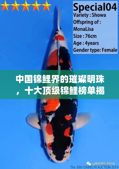 中国锦鲤界的璀璨明珠，十大顶级锦鲤榜单揭晓！