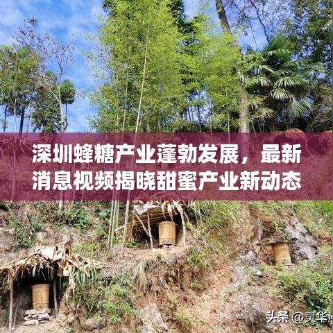 深圳蜂糖产业蓬勃发展，最新消息视频揭晓甜蜜产业新动态