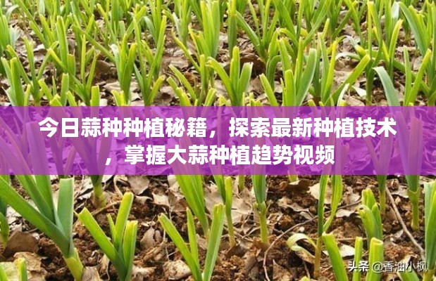 今日蒜种种植秘籍，探索最新种植技术，掌握大蒜种植趋势视频