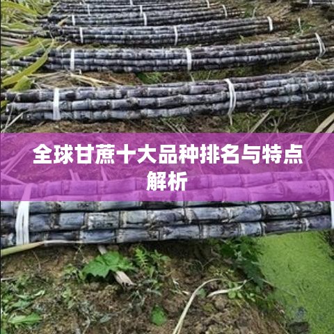 全球甘蔗十大品种排名与特点解析