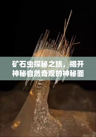 矿石虫探秘之旅，揭开神秘自然奇观的神秘面纱