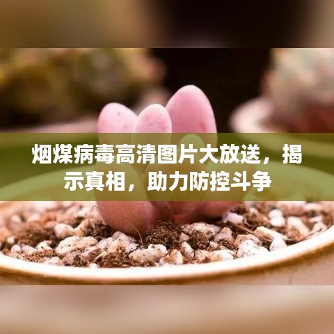 烟煤病毒高清图片大放送，揭示真相，助力防控斗争
