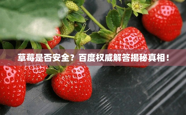 草莓是否安全？百度权威解答揭秘真相！