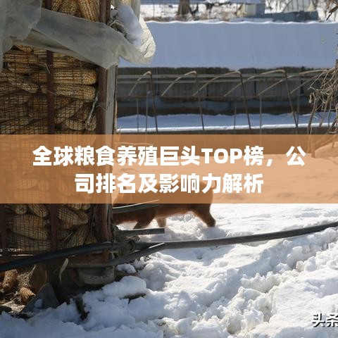 全球粮食养殖巨头TOP榜,公司排名及影响力解析