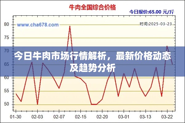 今日牛肉市场行情解析,最新价格动态及趋势分析