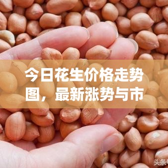 今日花生价格走势图,最新涨势与市场深度解析