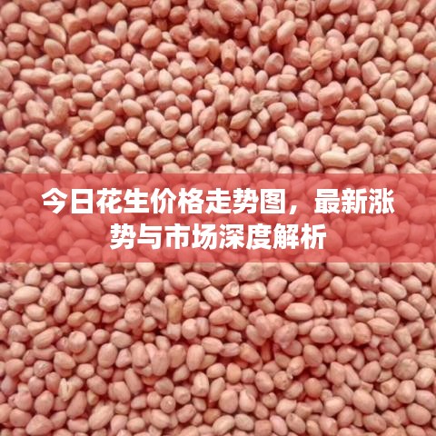 今日花生价格走势图,最新涨势与市场深度解析