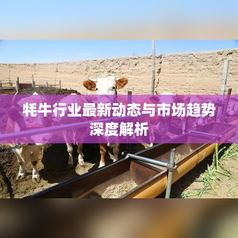 牦牛行业最新动态与市场趋势深度解析