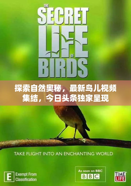 探索自然奥秘,最新鸟儿视频集结,今日头条独家呈现