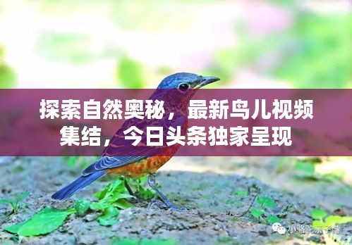 探索自然奥秘,最新鸟儿视频集结,今日头条独家呈现