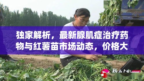 独家解析,最新腺肌症治疗药物与红薯苗市场动态,价格大揭秘!