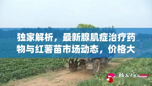 独家解析,最新腺肌症治疗药物与红薯苗市场动态,价格大揭秘!