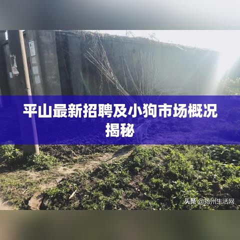平山最新招聘及小狗市场概况揭秘
