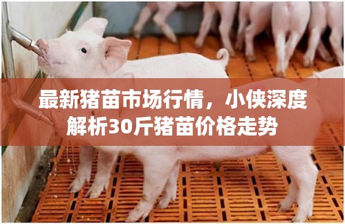 最新猪苗市场行情,小侠深度解析30斤猪苗价格走势