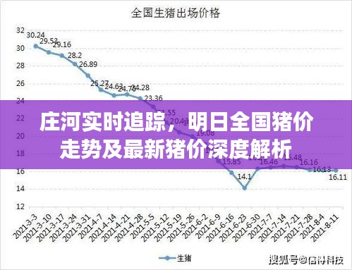 庄河实时追踪，明日全国猪价走势及最新猪价深度解析