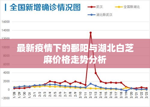 最新疫情下的鄱阳与湖北白芝麻价格走势分析