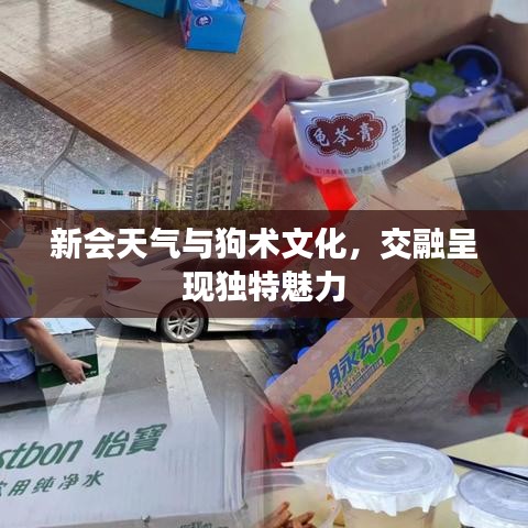 新会天气与狗术文化,交融呈现独特魅力