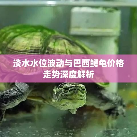 淡水水位波动与巴西鳄龟价格走势深度解析