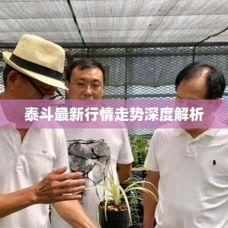 泰斗最新行情走势深度解析
