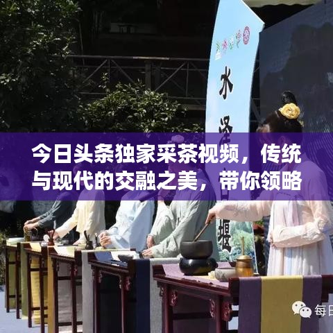今日头条独家采茶视频,传统与现代的交融之美,带你领略茶文化魅力