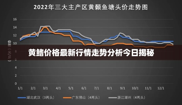 黄鳍价格最新行情走势分析今日揭秘