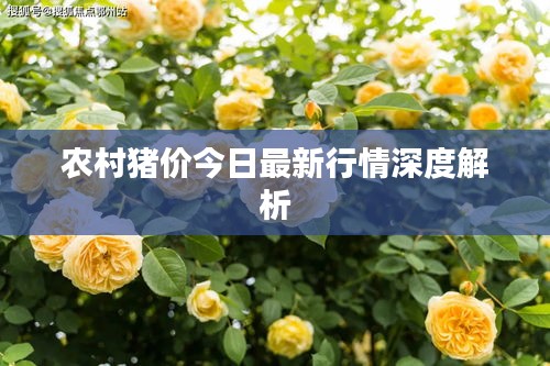 农村猪价今日最新行情深度解析