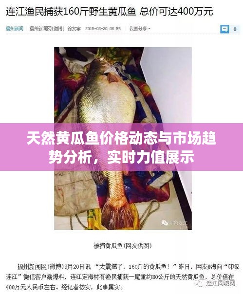 天然黄瓜鱼价格动态与市场趋势分析,实时力值展示