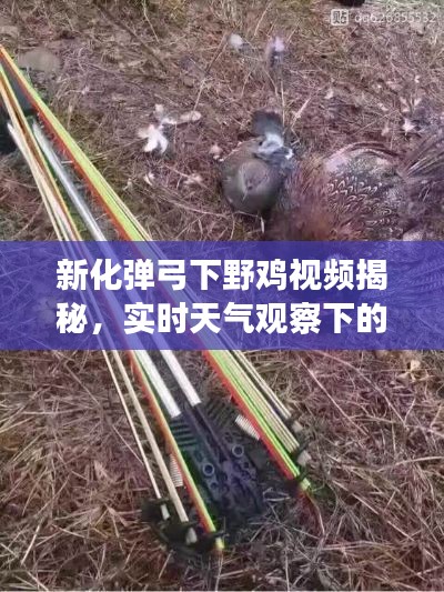 新化弹弓下野鸡视频揭秘，实时天气观察下的精彩狩猎时刻
