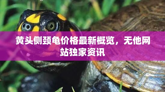 黄头侧颈龟价格最新概览，无他网站独家资讯