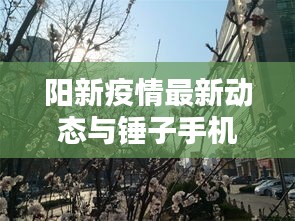 阳新疫情最新动态与锤子手机最新资讯一览