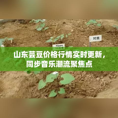 山东芸豆价格行情实时更新,同步音乐潮流聚焦点