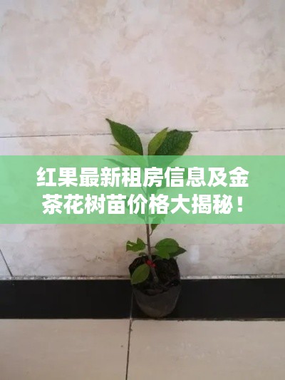 红果最新租房信息及金茶花树苗价格大揭秘!