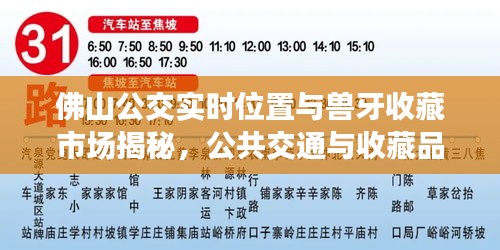 佛山公交实时位置与兽牙收藏市场揭秘，公共交通与收藏品市场的交汇点