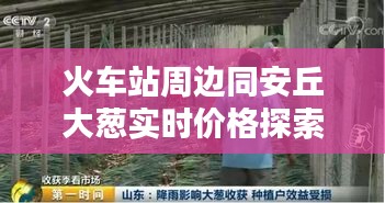火车站周边同安丘大葱实时价格探索