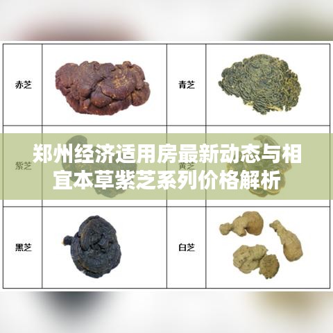 郑州经济适用房最新动态与相宜本草紫芝系列价格解析